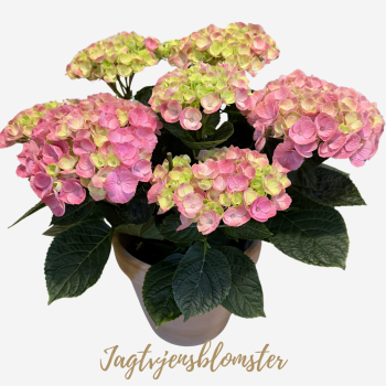 Lyser�d Hortensia & skjuler