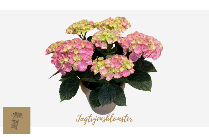 Lyser�d Hortensia &amp; skjuler