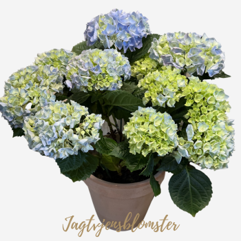 Bl� Hortensia & skjuler