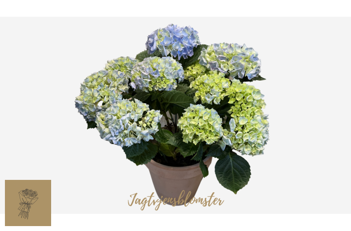Bl� Hortensia &amp; skjuler
