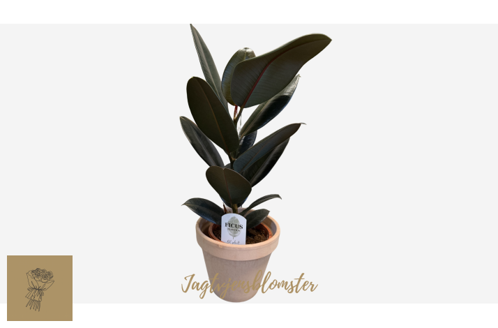Gummitr� (Ficus elastica) - med skjuler