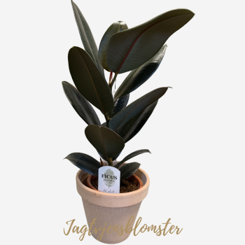 Gummitr� (Ficus elastica) - med skjuler